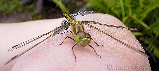 Libelle auf meiner Hand schaut mich an