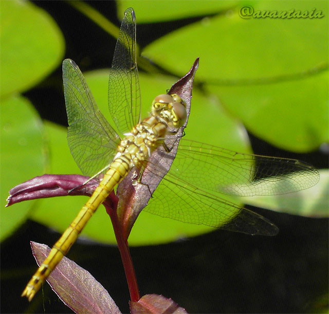 Libelle auf einer Pflanze